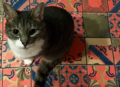 Yoga Mat Cat